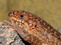 Egernia stokesii